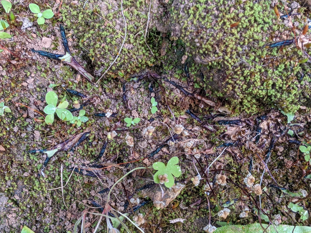 Asterella (hero image)
