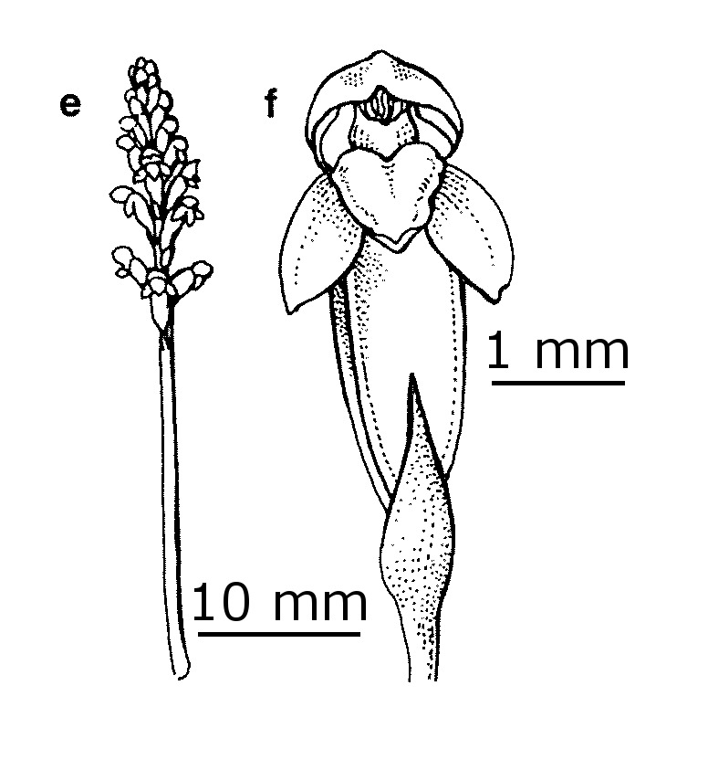 Microtis parviflora (hero image)