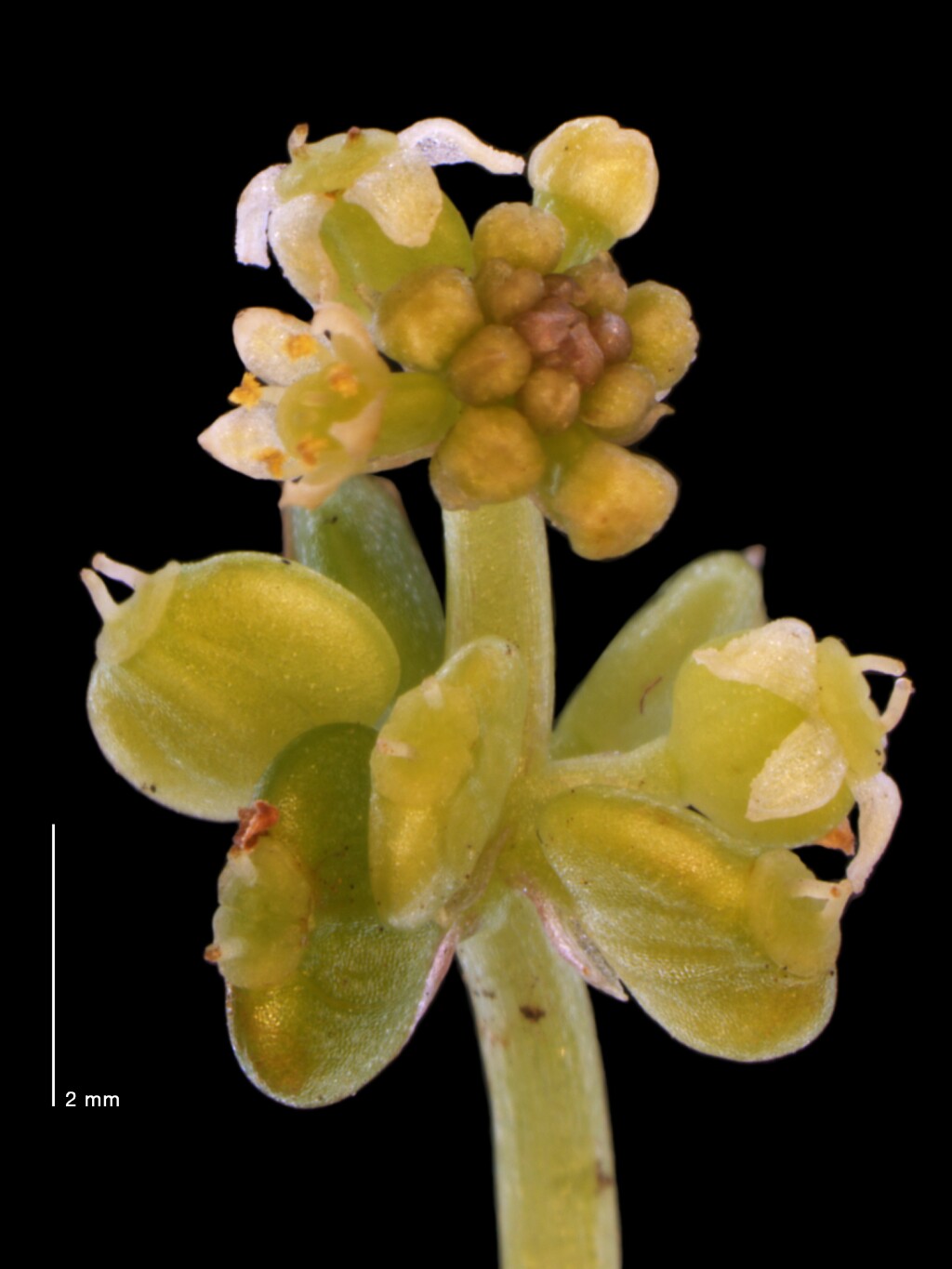 Hydrocotyle verticillata (hero image)