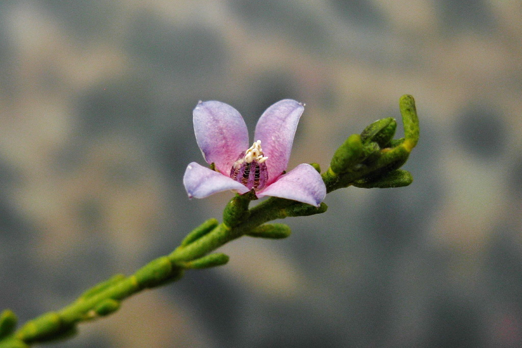 Cyanothamnus coerulescens (hero image)