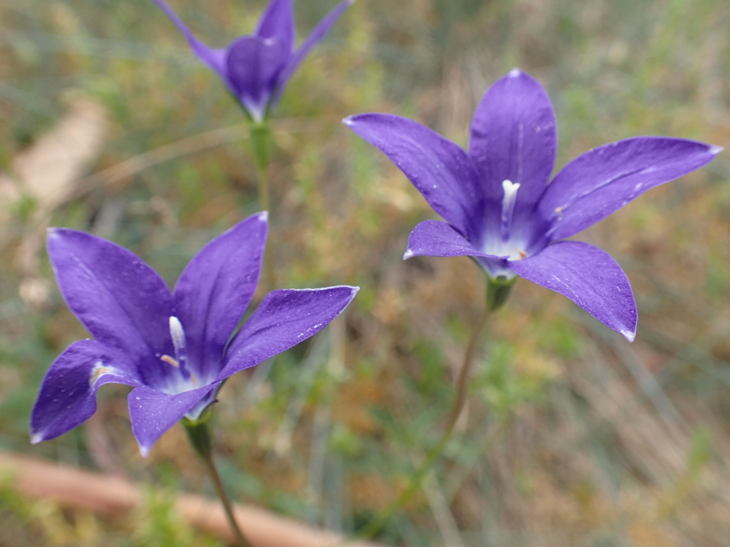 Wahlenbergia gloriosa (hero image)