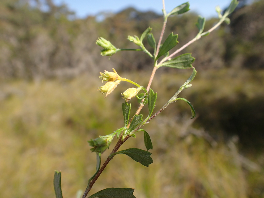 Xanthosia tridentata (hero image)