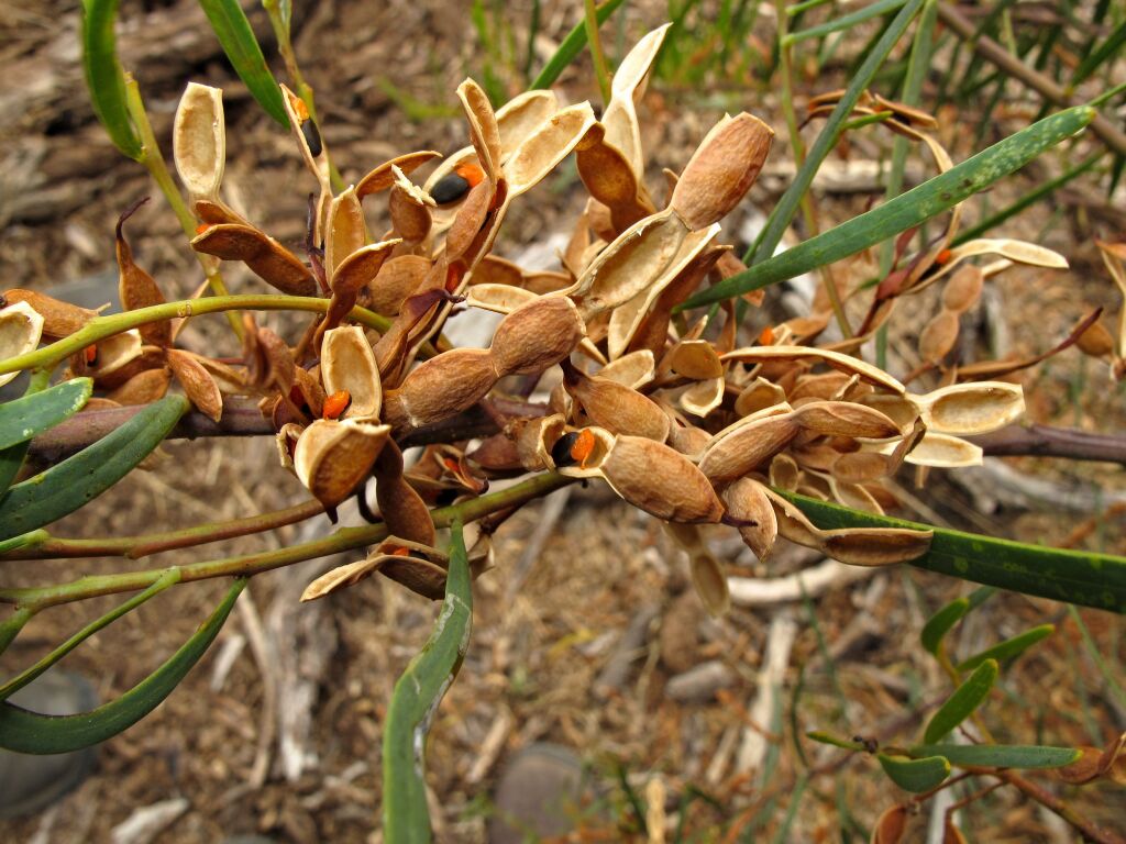 Acacia cupularis (hero image)