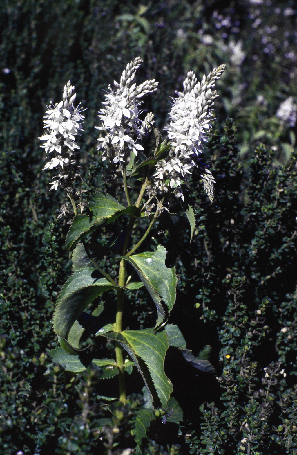 Veronica derwentiana subsp. maideniana (hero image)