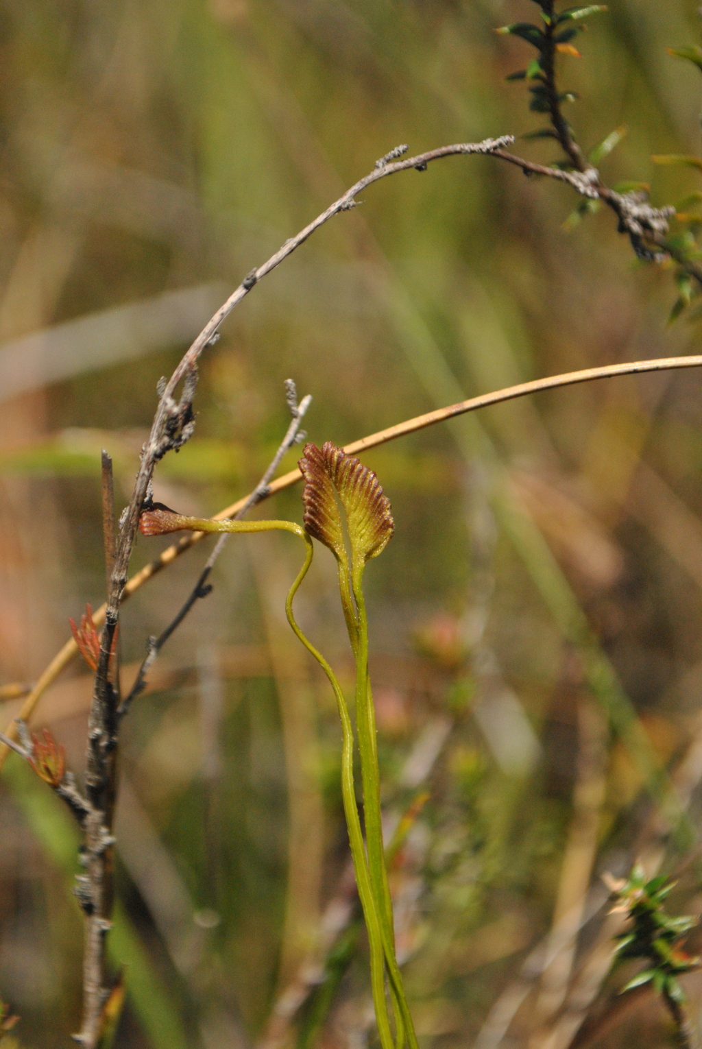 Schizaea (hero image)