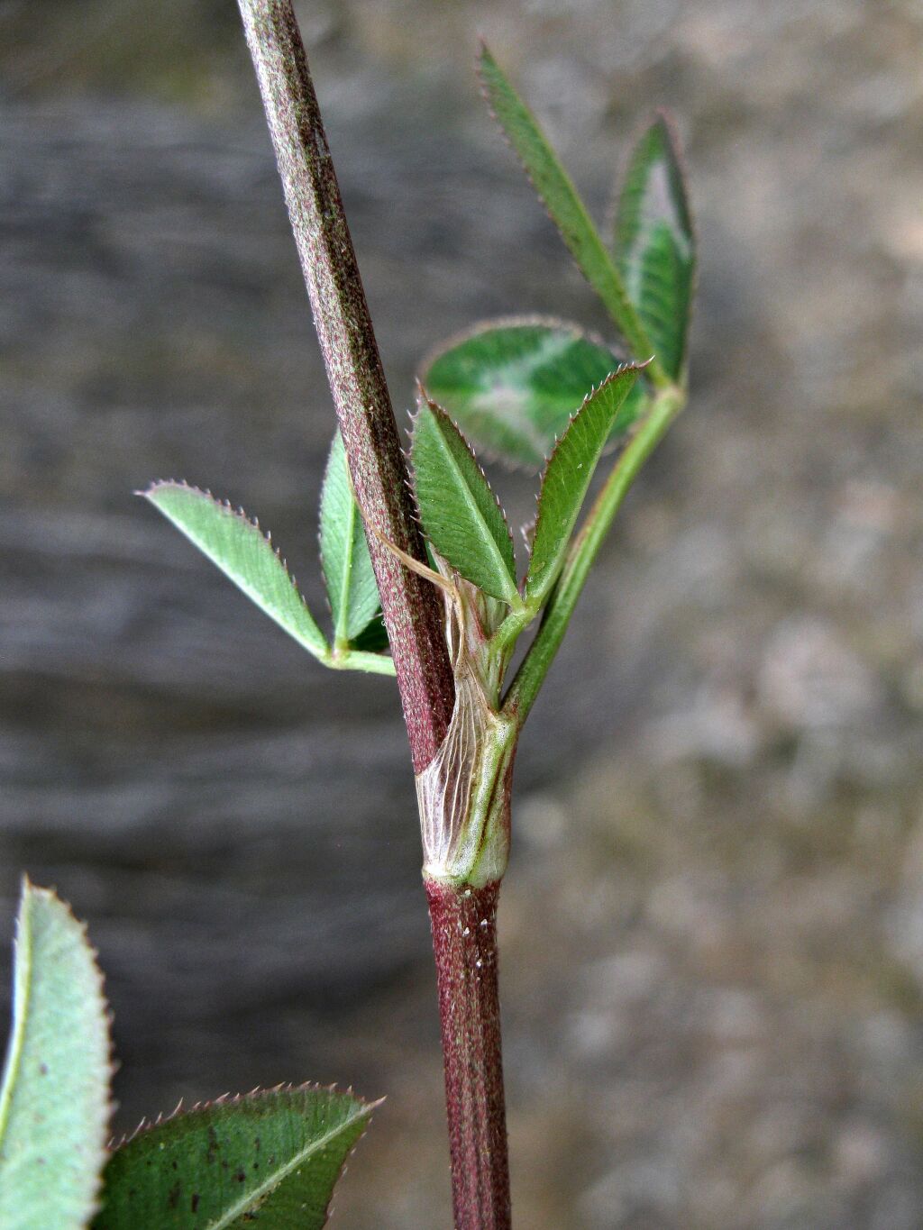 Trifolium vesiculosum (hero image)