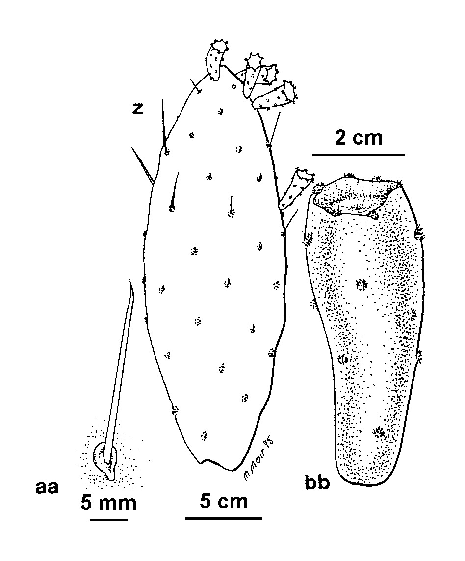 Opuntia bonaerensis (hero image)