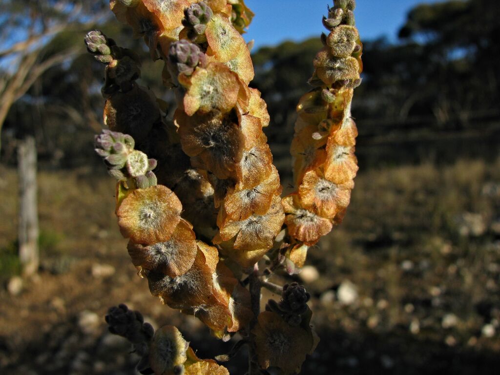 Maireana trichoptera (hero image)