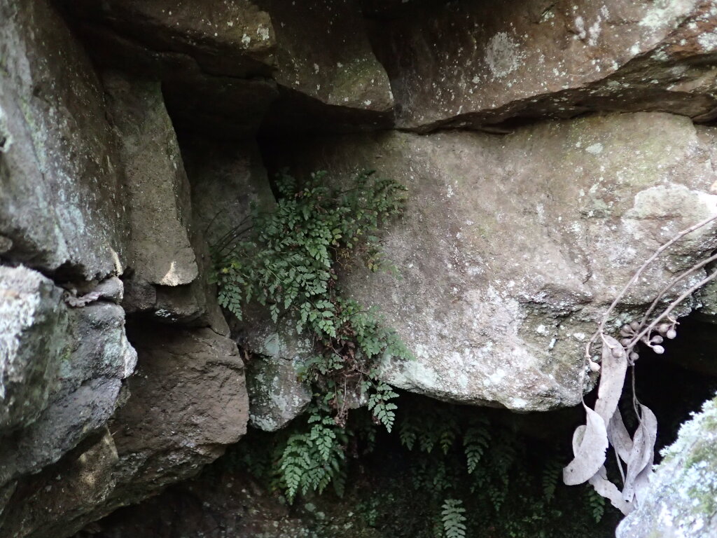Asplenium hookerianum (hero image)