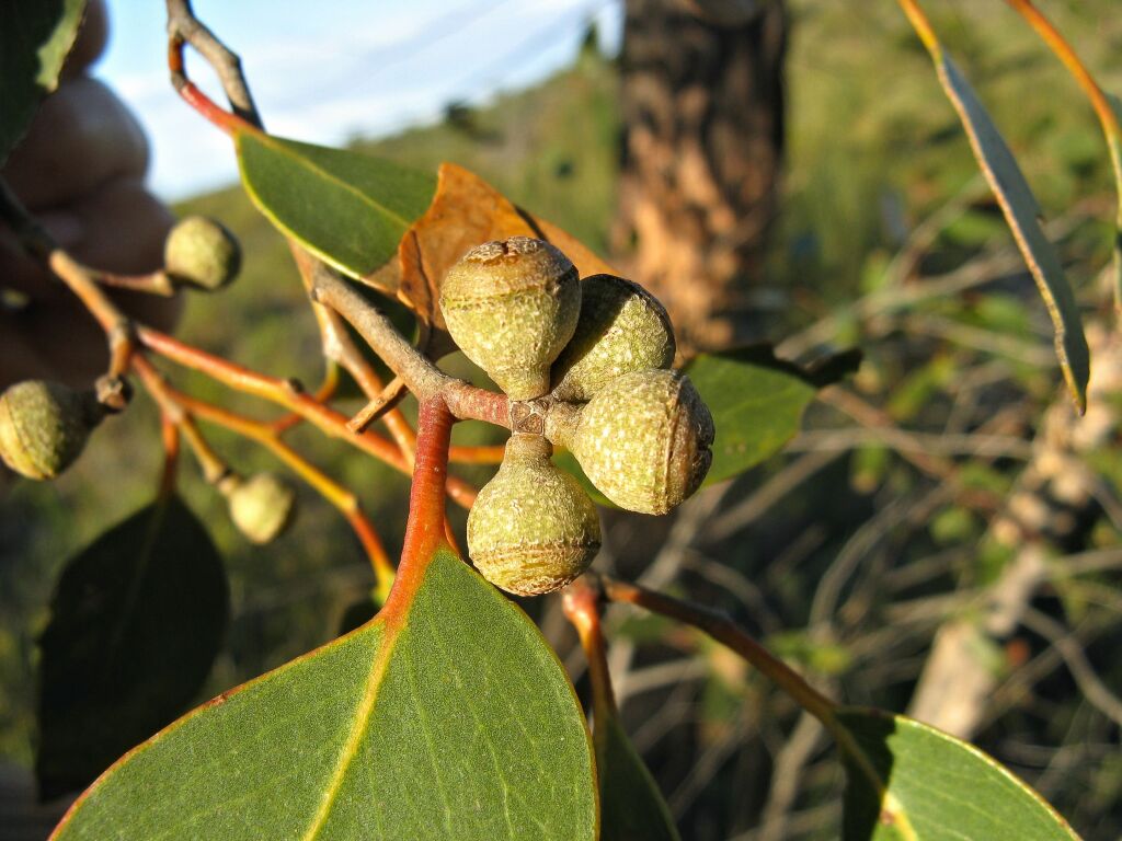 Eucalyptus arenacea (hero image)