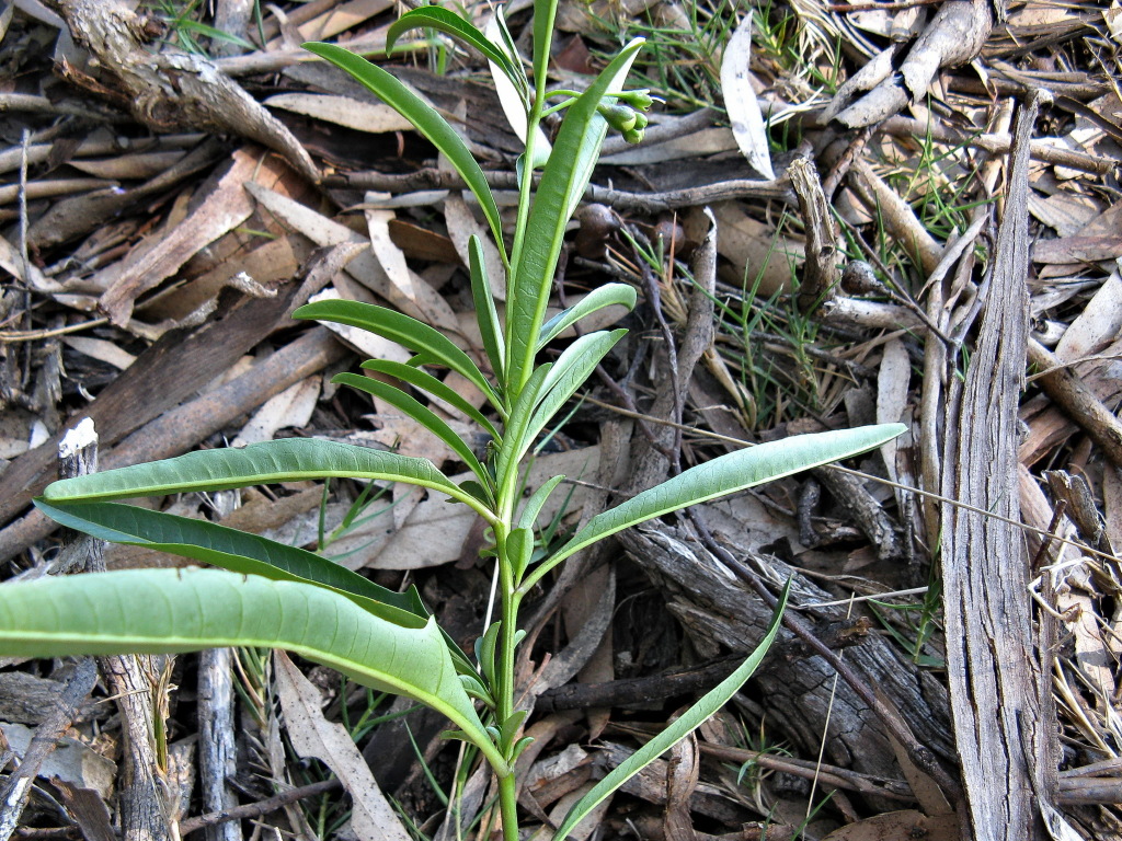 Solanum simile (hero image)