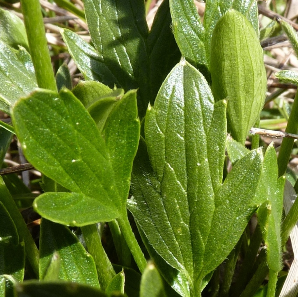 Ranunculus victoriensis (hero image)