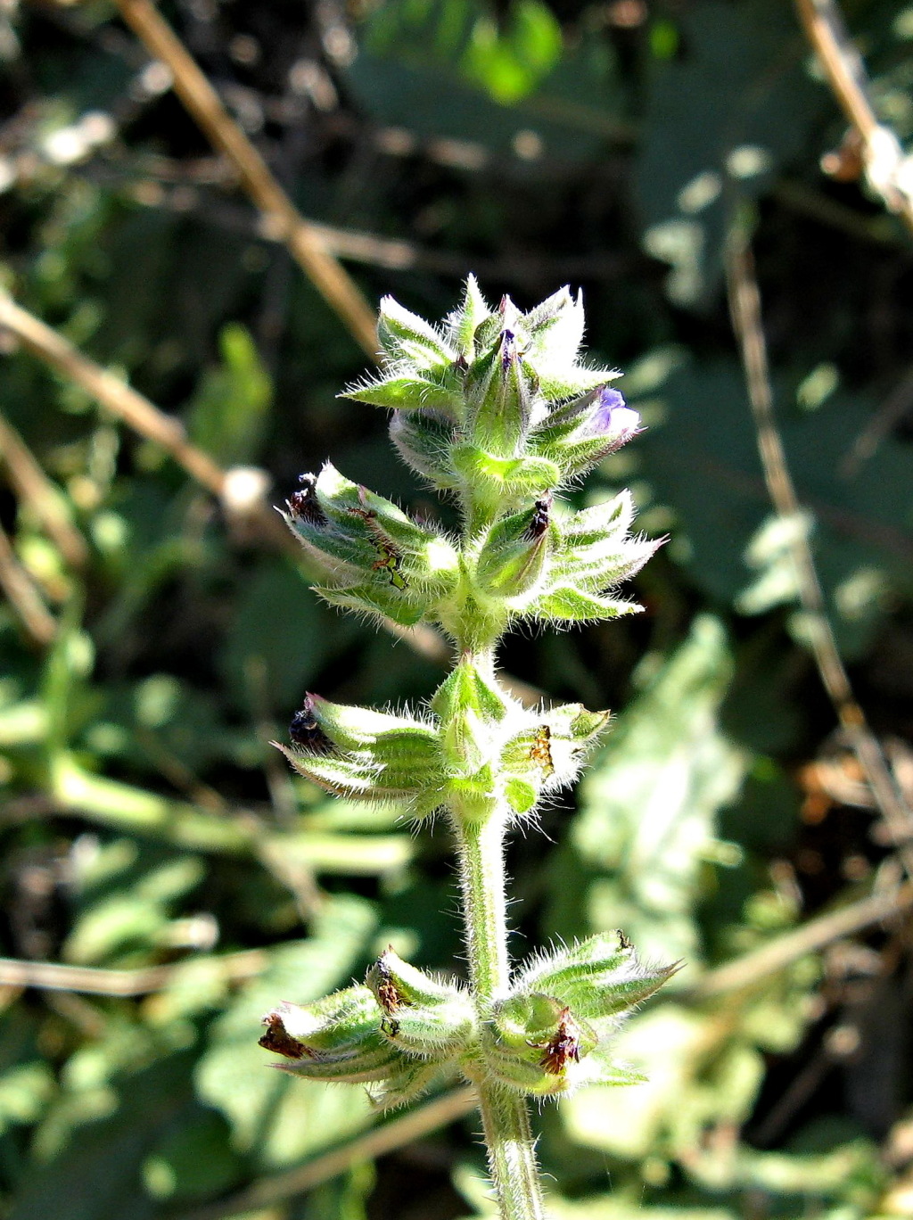 Salvia verbenaca var. vernalis (hero image)