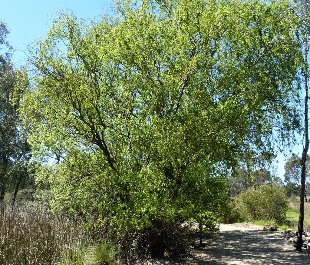 Salix matsudana 'Tortuosa' (hero image)