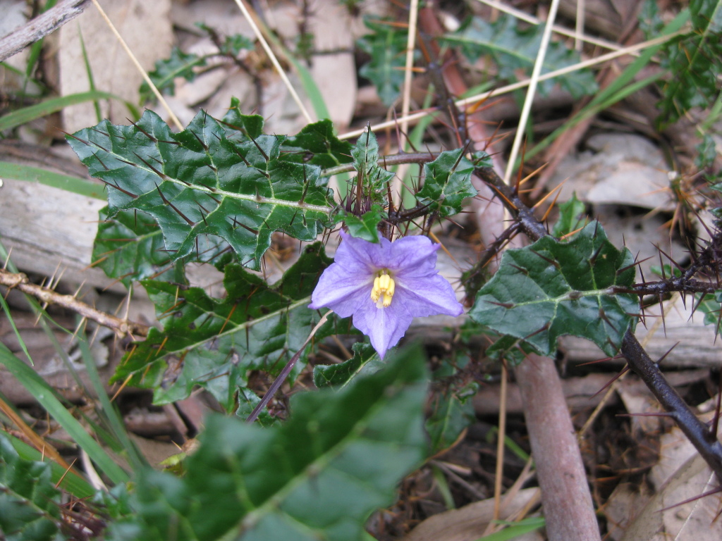 Solanum prinophyllum (hero image)