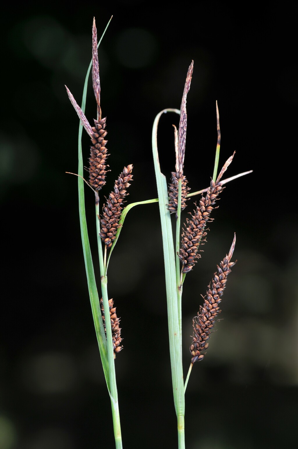 Carex flacca (hero image)