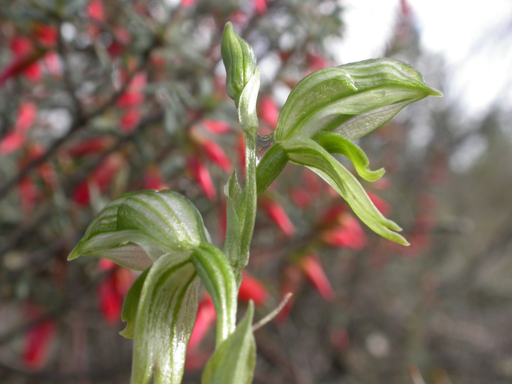 Pterostylis prasina (hero image)