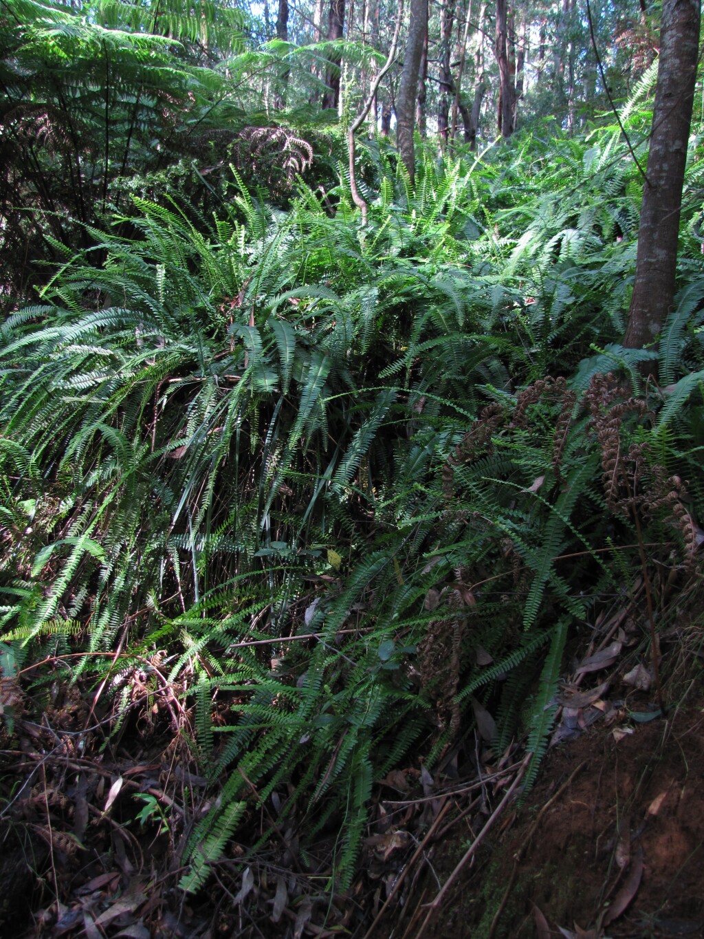 Lomariopsidaceae (hero image)