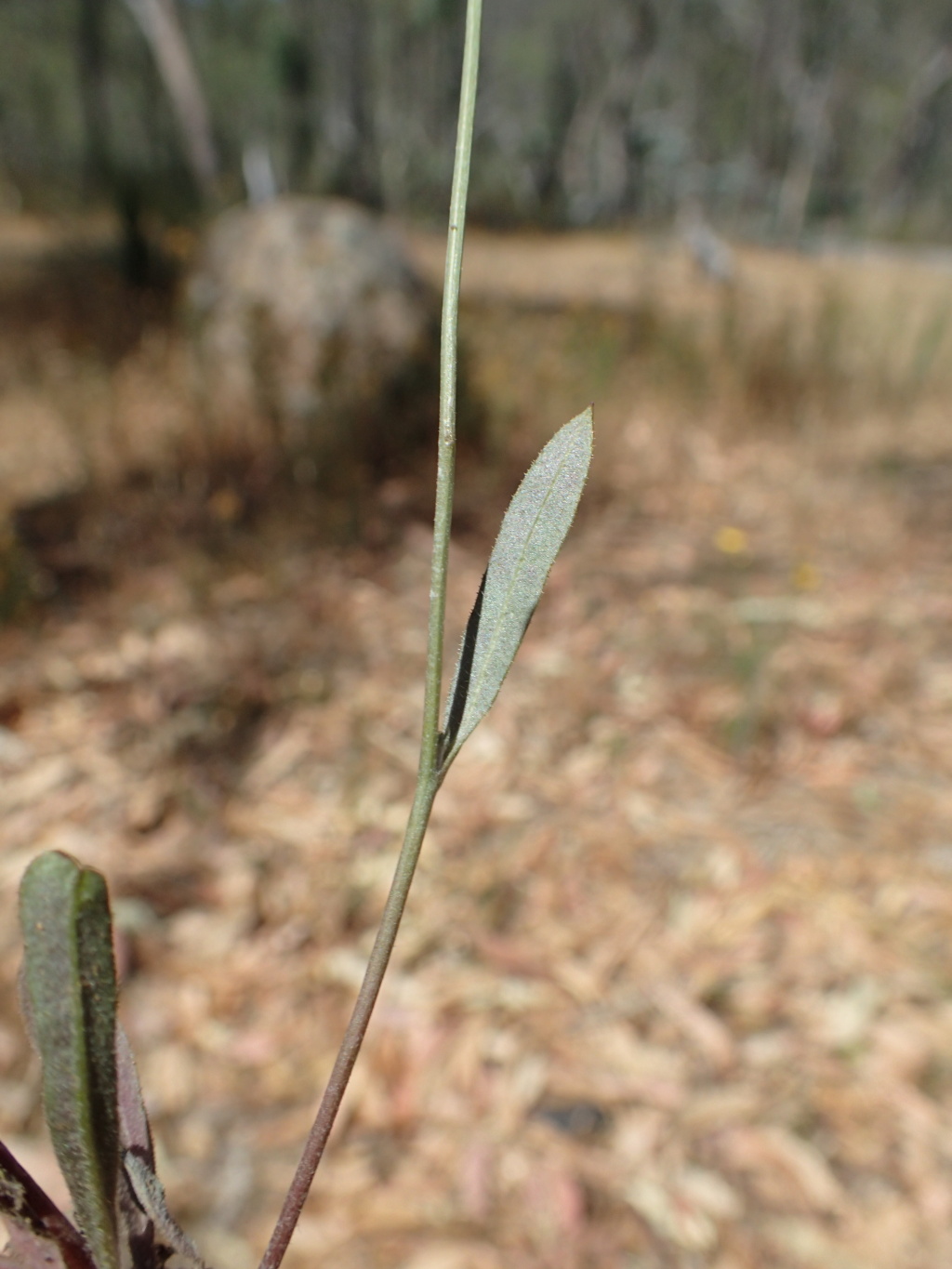 Tolpis barbata (hero image)