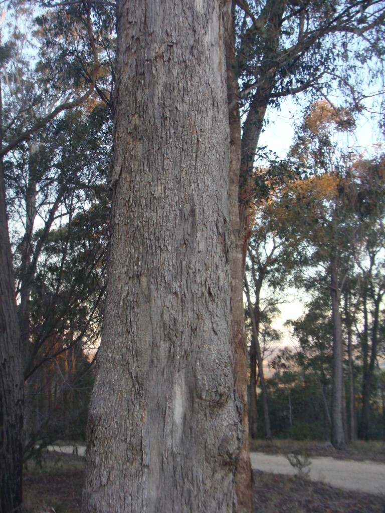 Eucalyptus bosistoana (hero image)