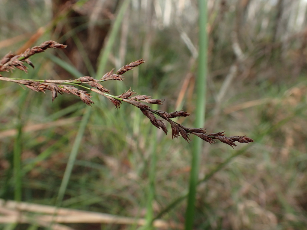 Lepidosperma elatius (hero image)