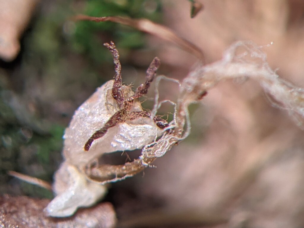 Lunulariaceae (hero image)