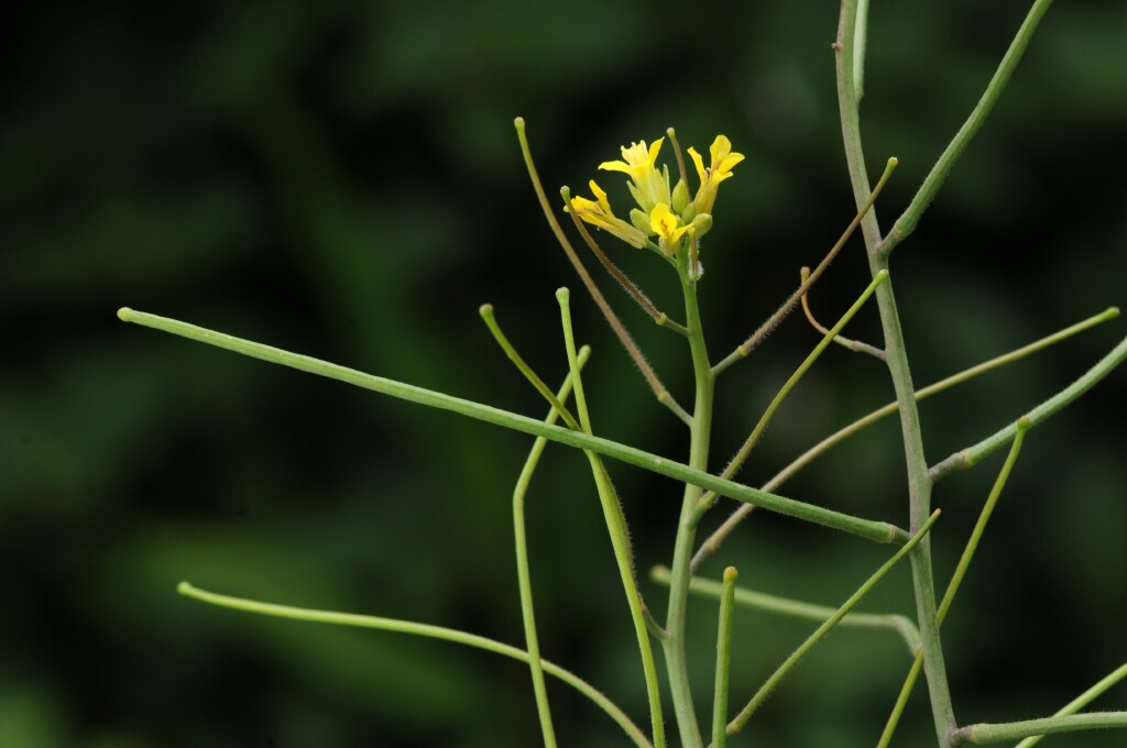 Sisymbrium orientale (hero image)