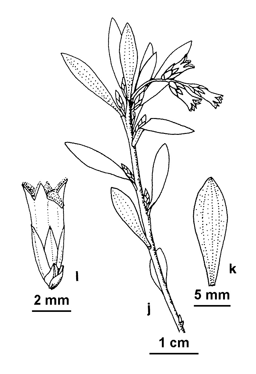 Leucopogon gelidus (hero image)