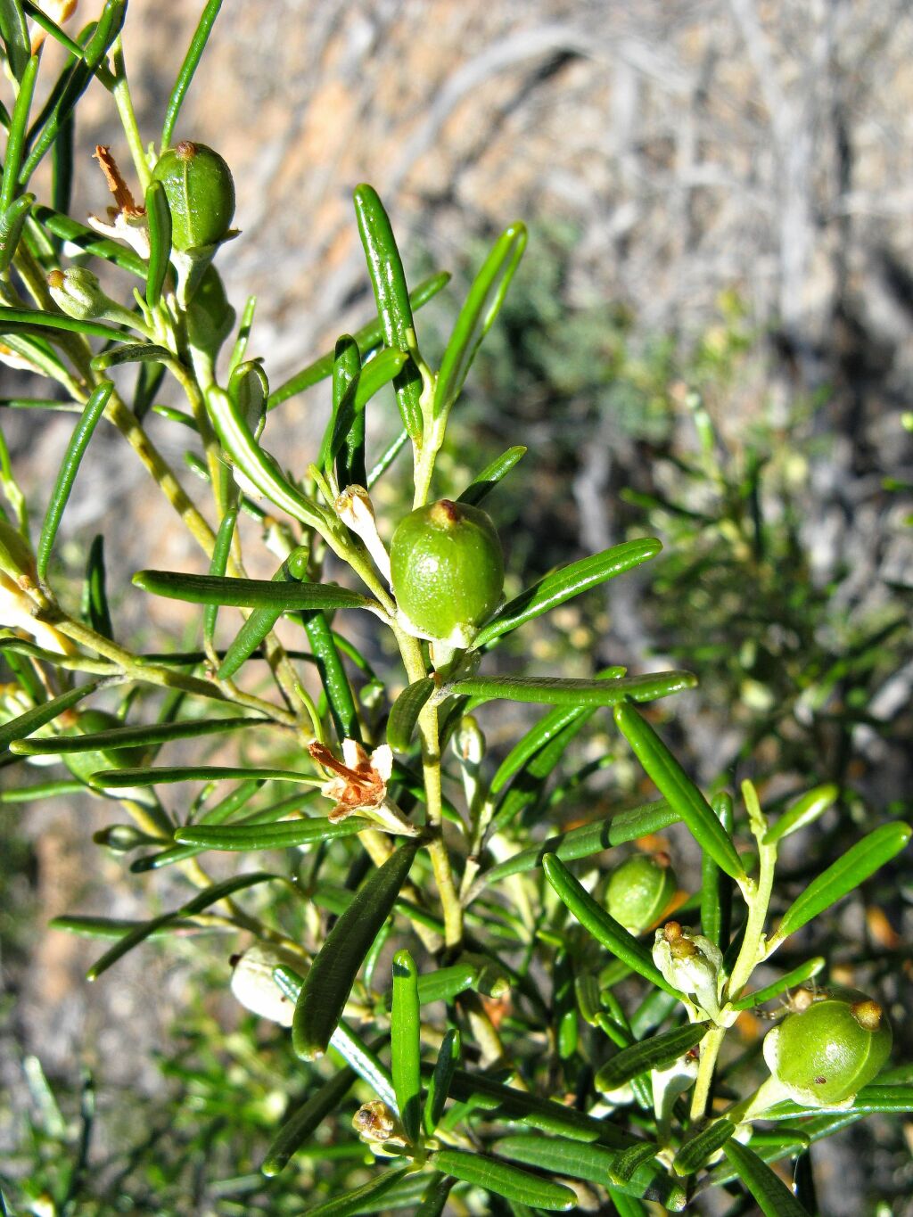 Beyeria lechenaultii (hero image)