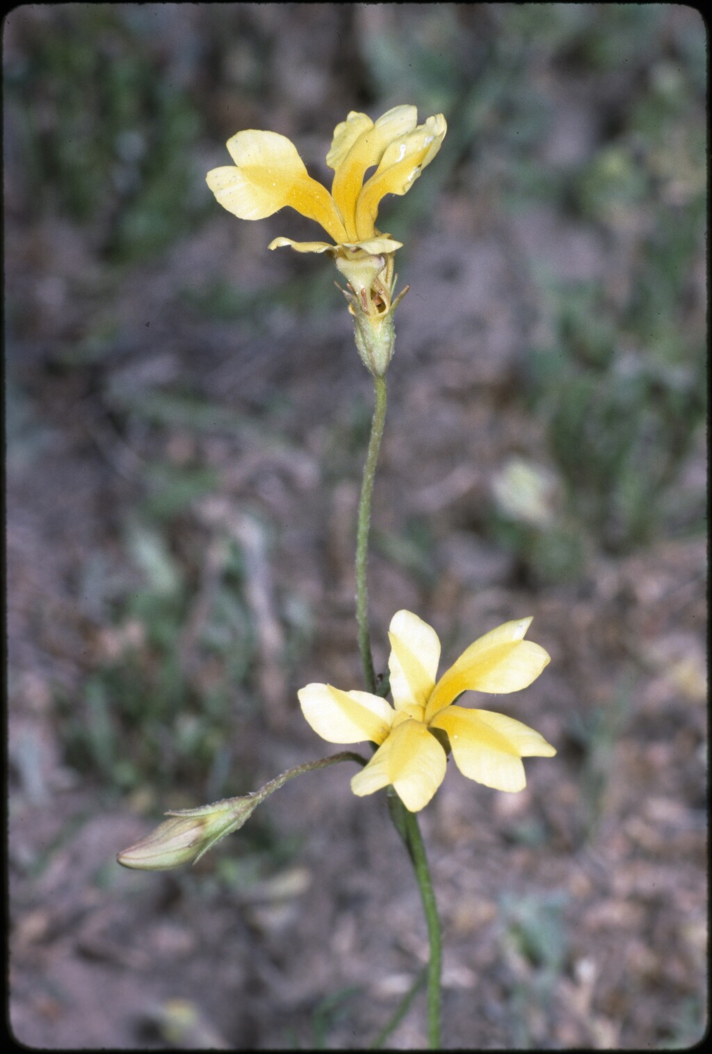 Goodenia gracilis (hero image)