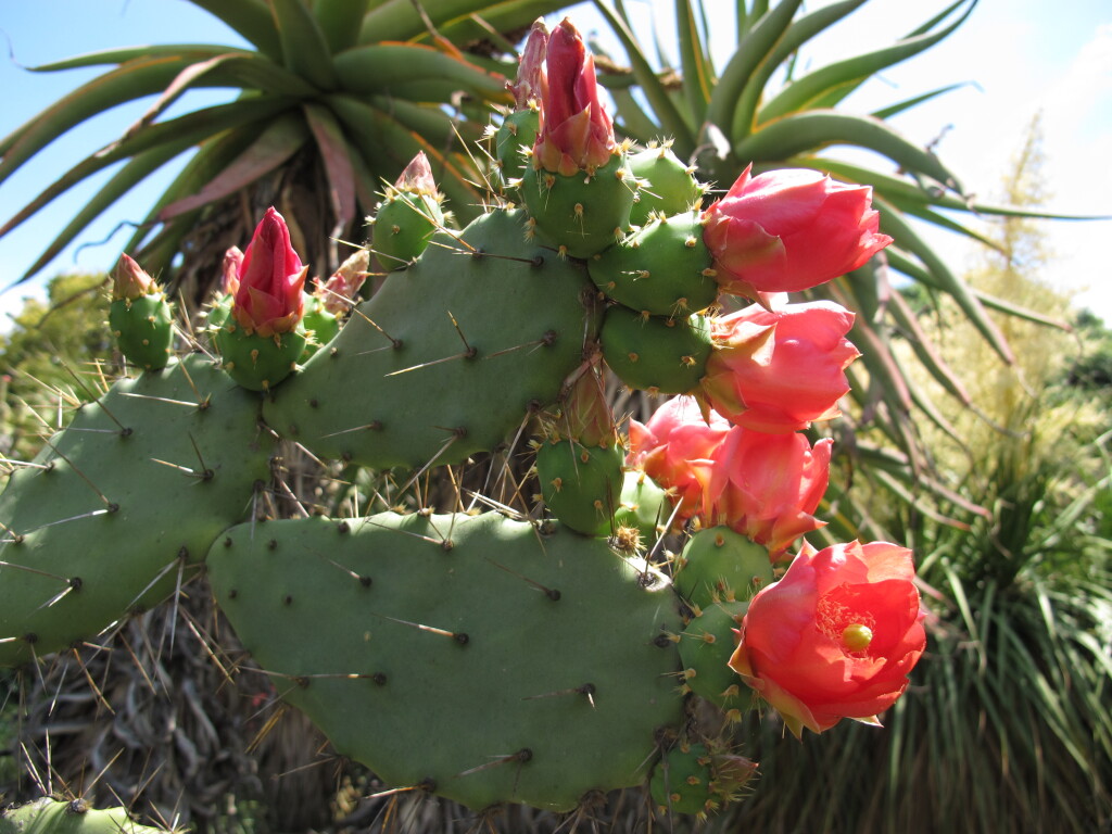 Opuntia elatior (hero image)