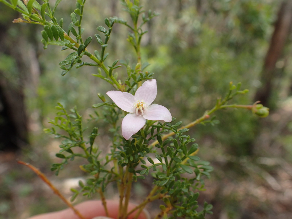 Boronia galbraithiae (hero image)
