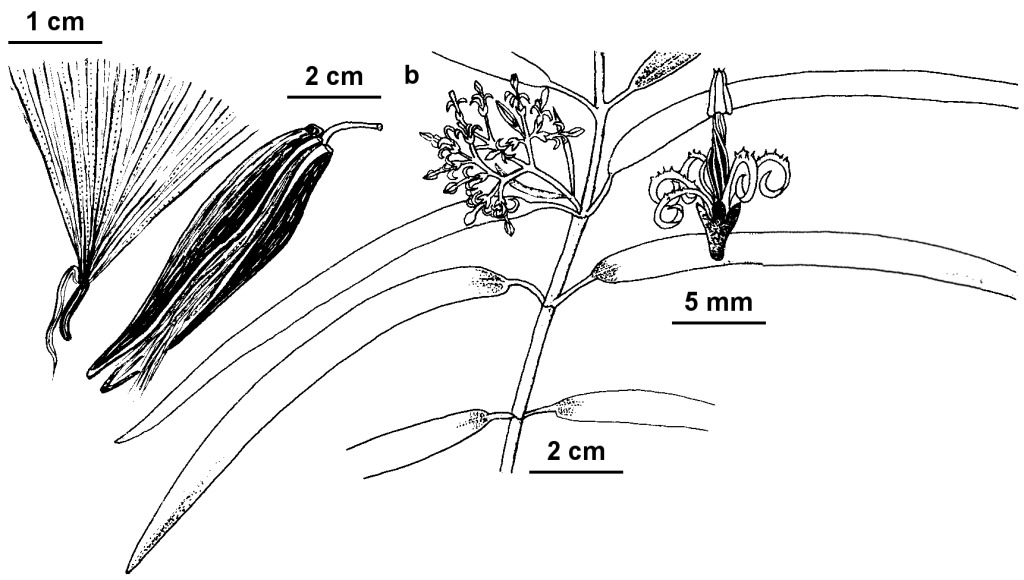 Parsonsia eucalyptophylla (hero image)