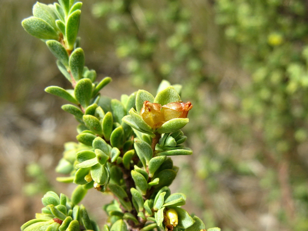 Pimelea serpyllifolia (hero image)