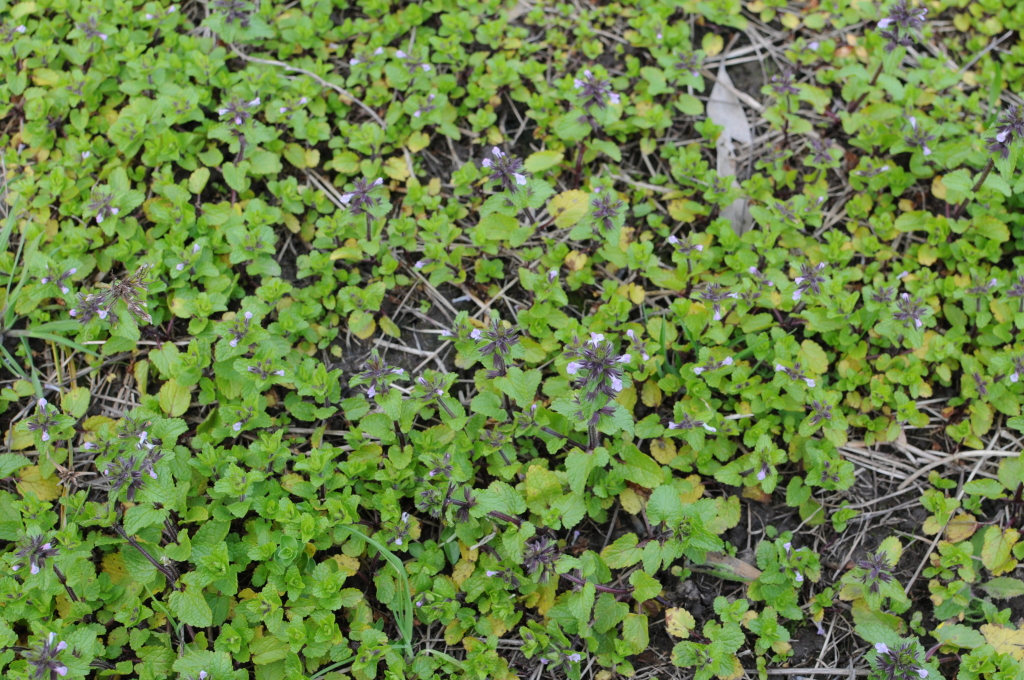 Stachys arvensis (hero image)