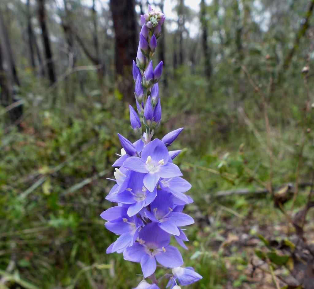 Veronica perfoliata (hero image)