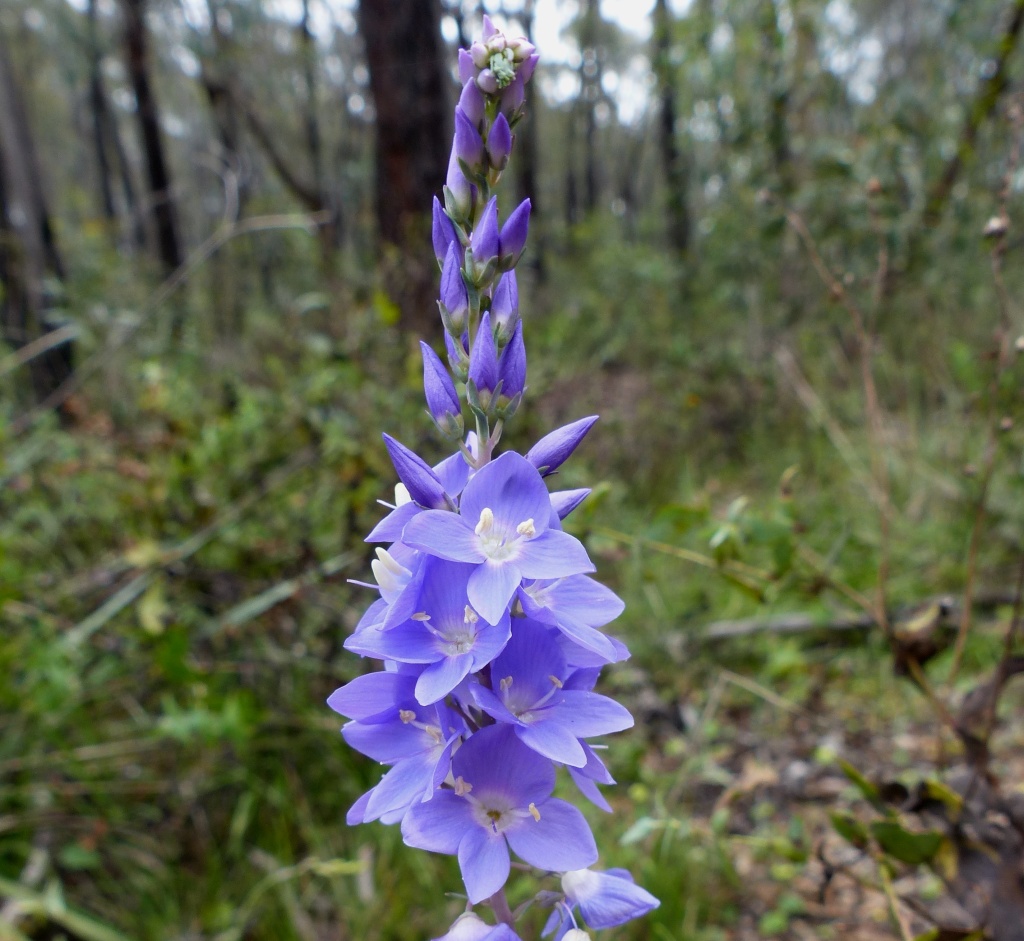 Veronica perfoliata (hero image)