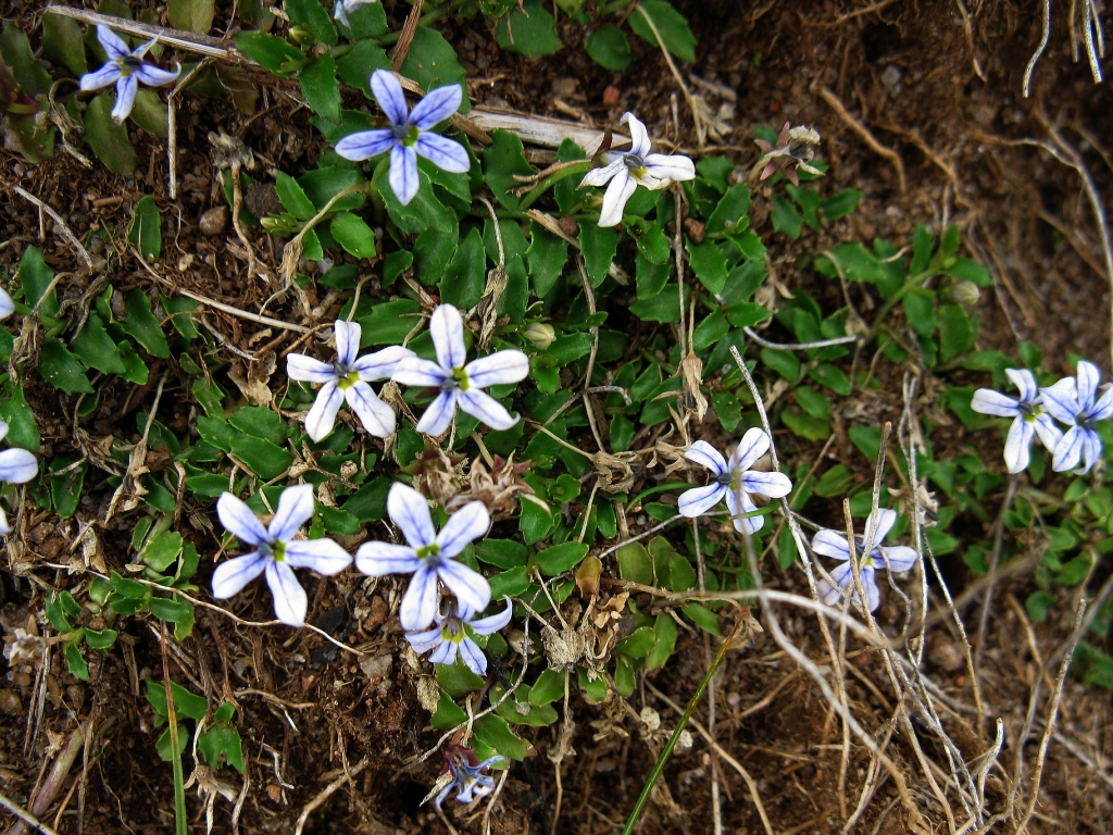 Lobelia pedunculata (hero image)