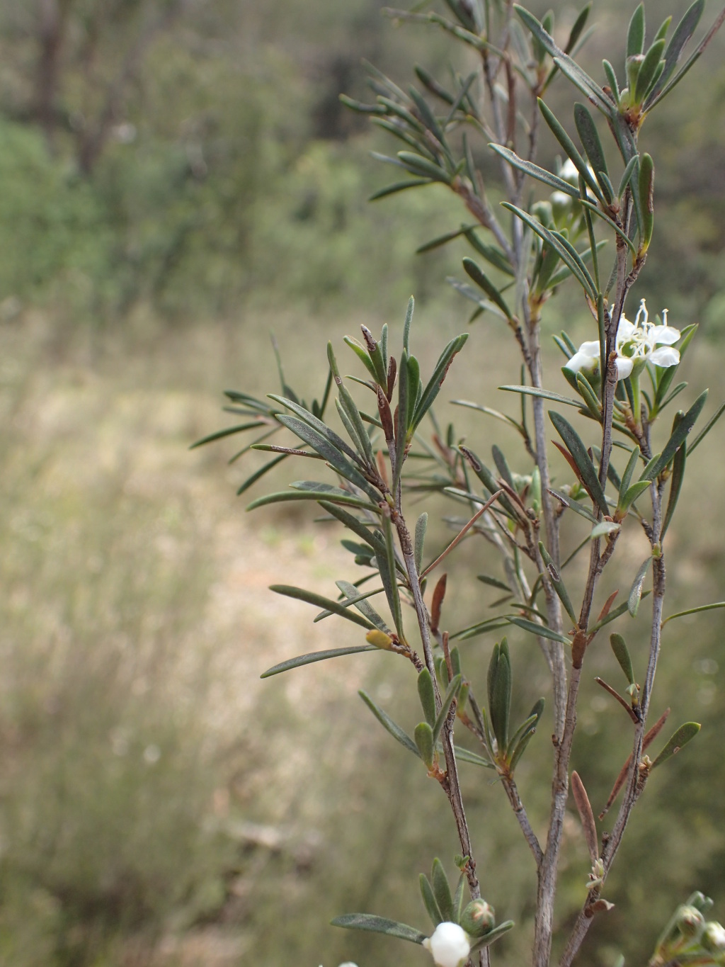 Kunzea phylicoides (hero image)