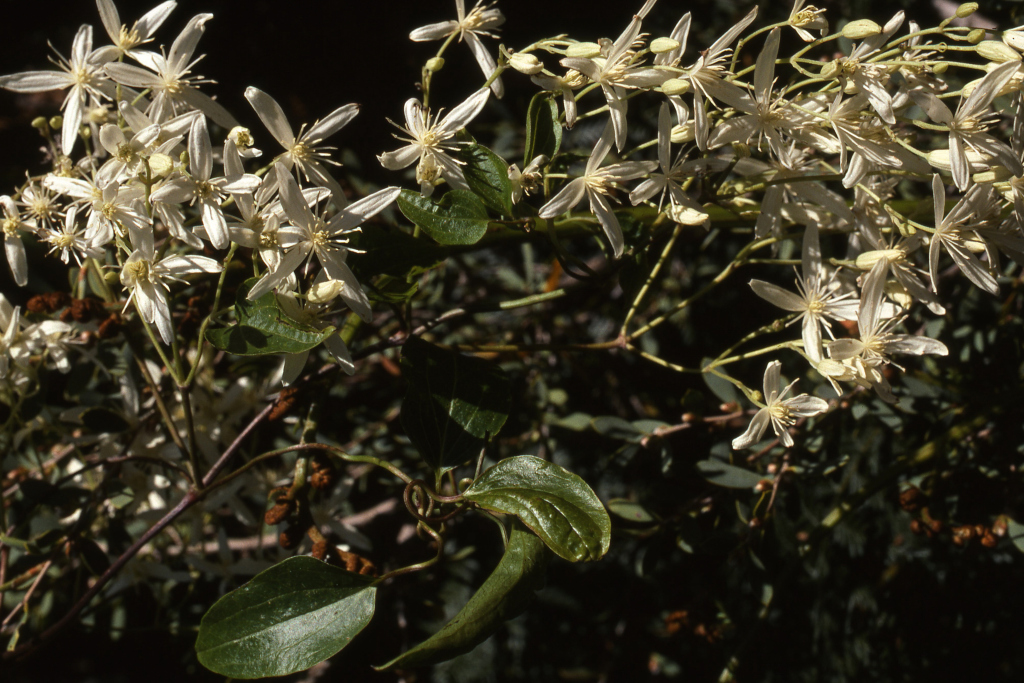 Clematis glycinoides var. glycinoides (hero image)