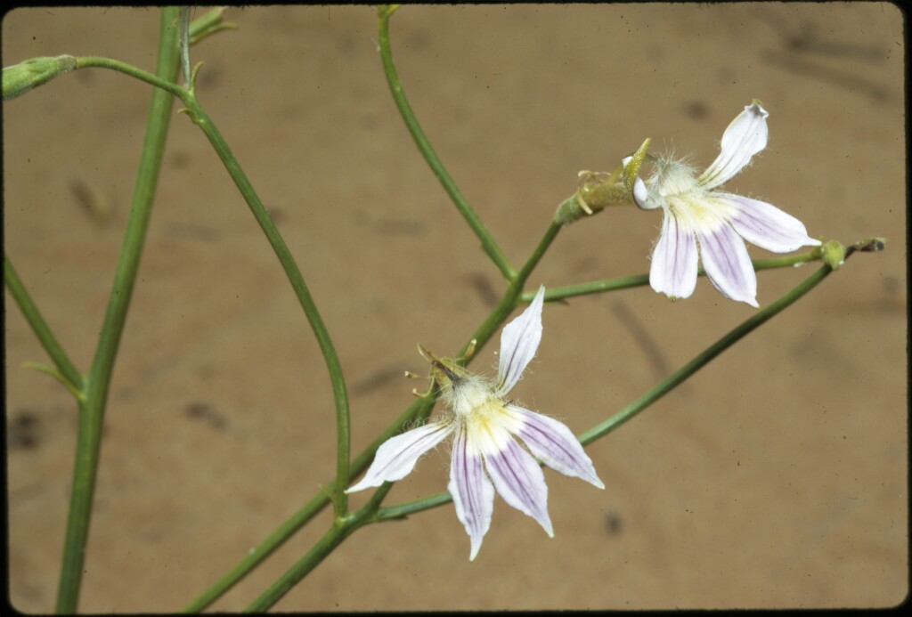 Scaevola depauperata (hero image)