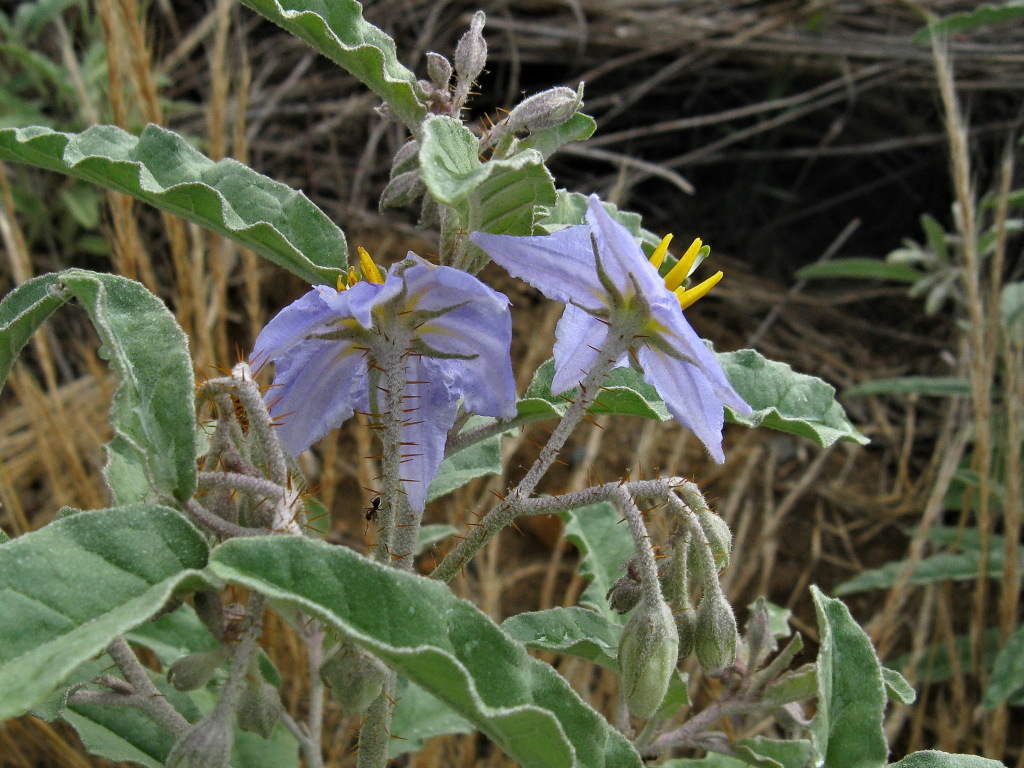 Solanum elaeagnifolium (hero image)