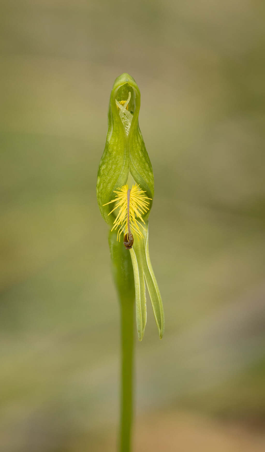 Pterostylis tasmanica (hero image)