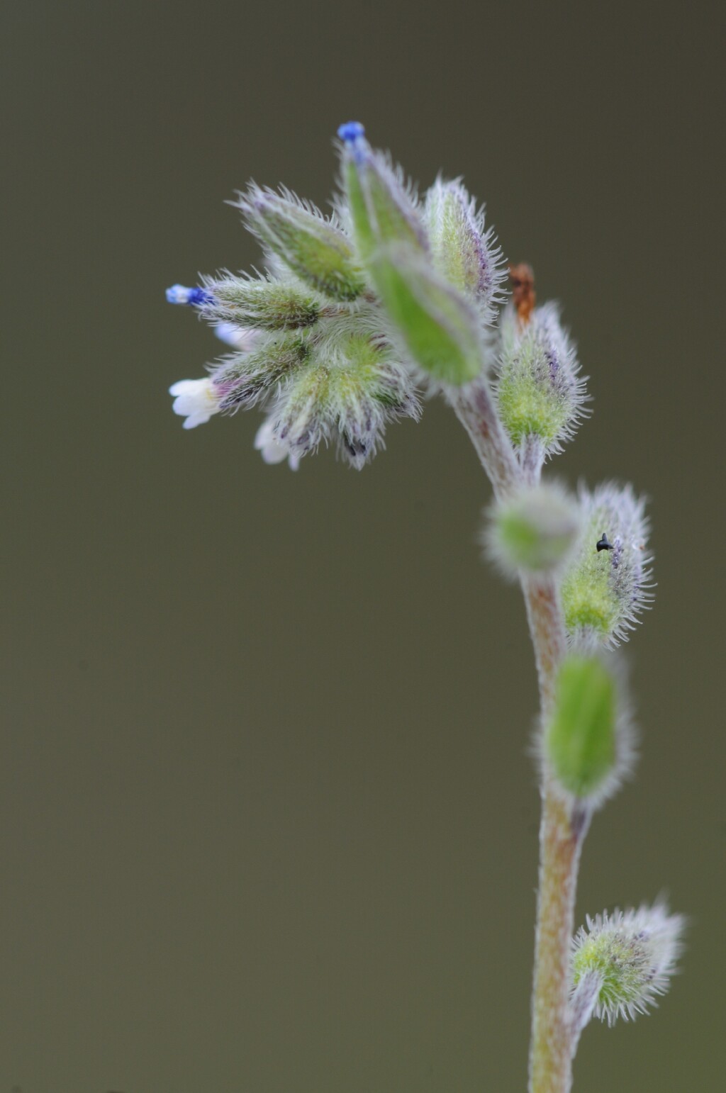 Myosotis discolor (hero image)