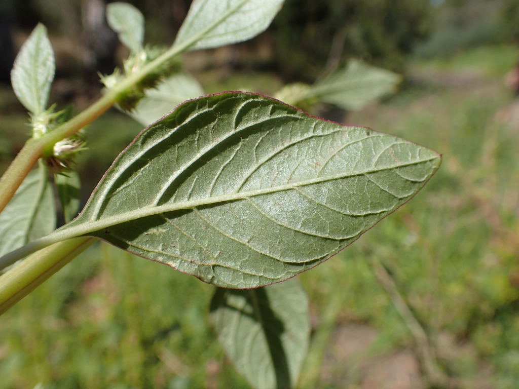 Amaranthus retroflexus (hero image)