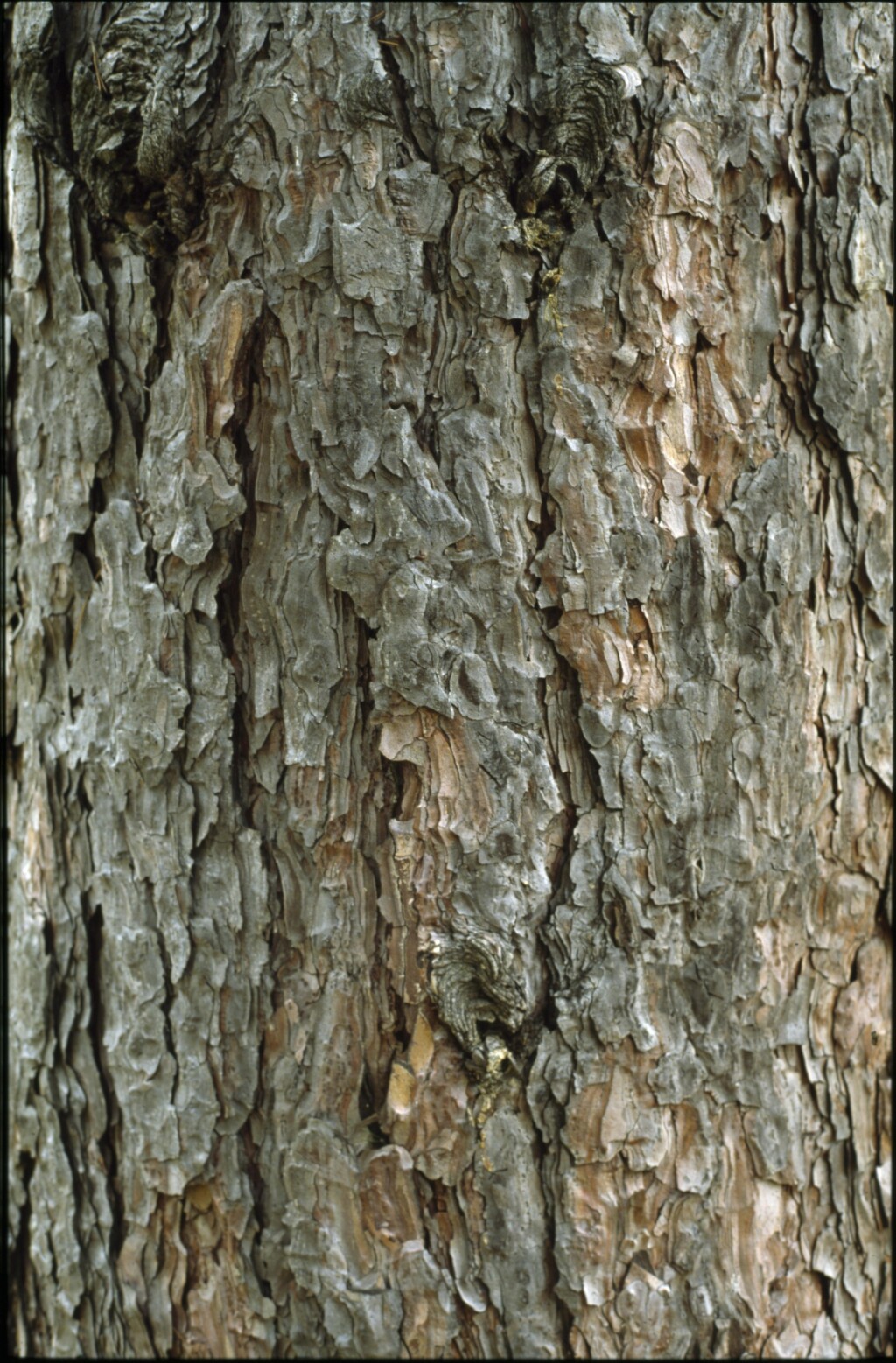 Pinus nigra (hero image)