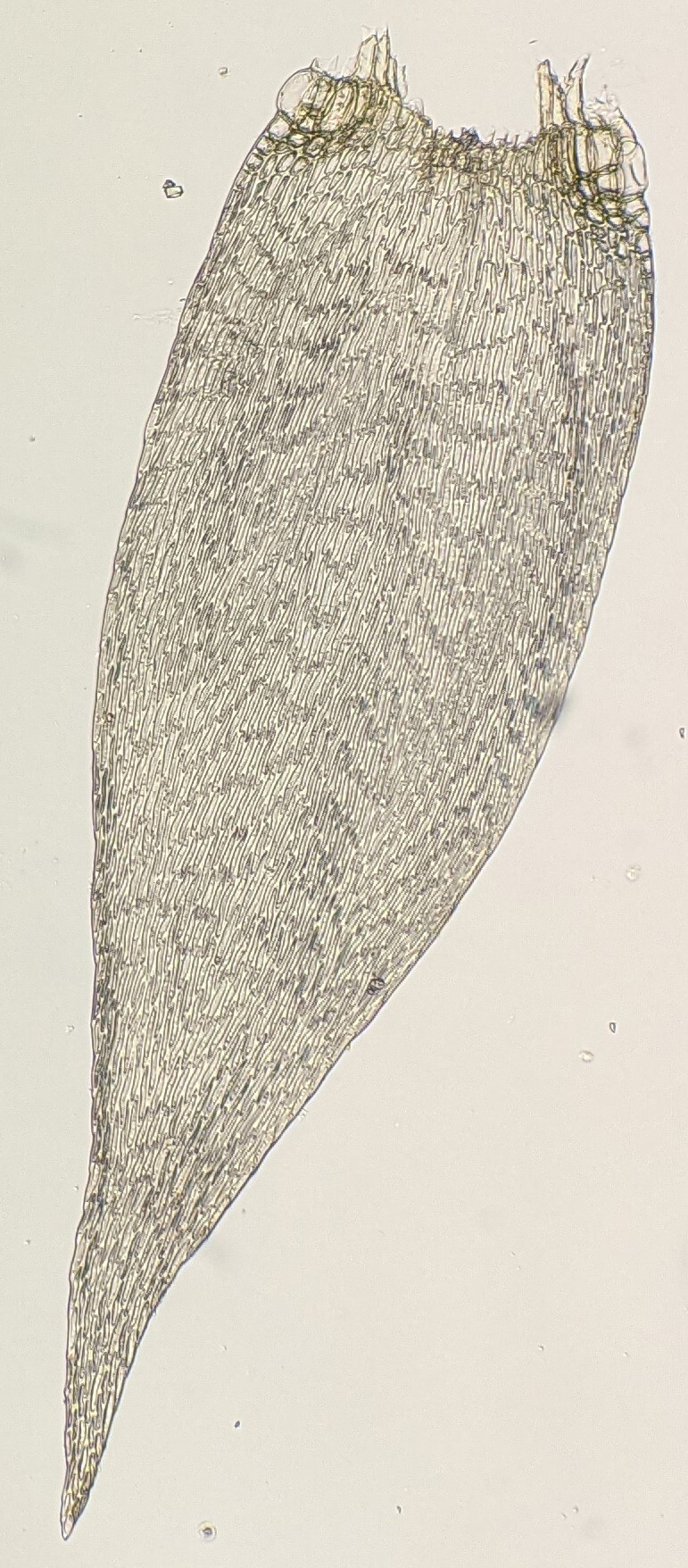 Sematophyllum (hero image)