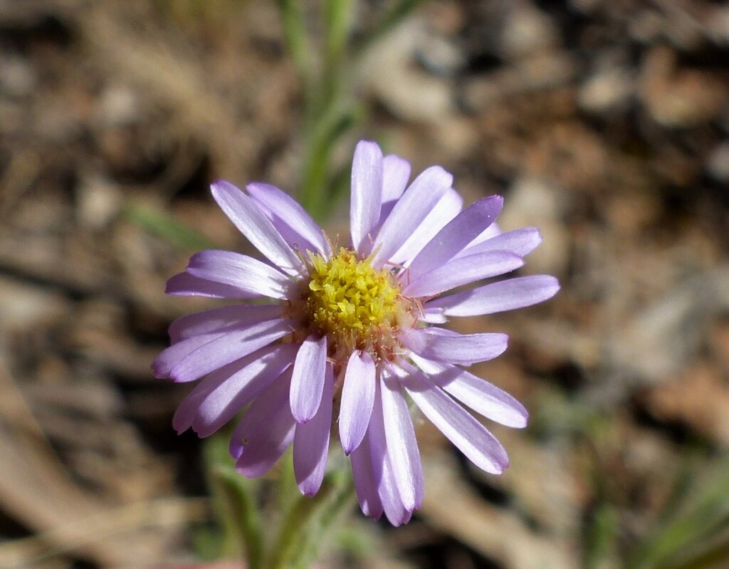 Vittadinia cuneata (hero image)