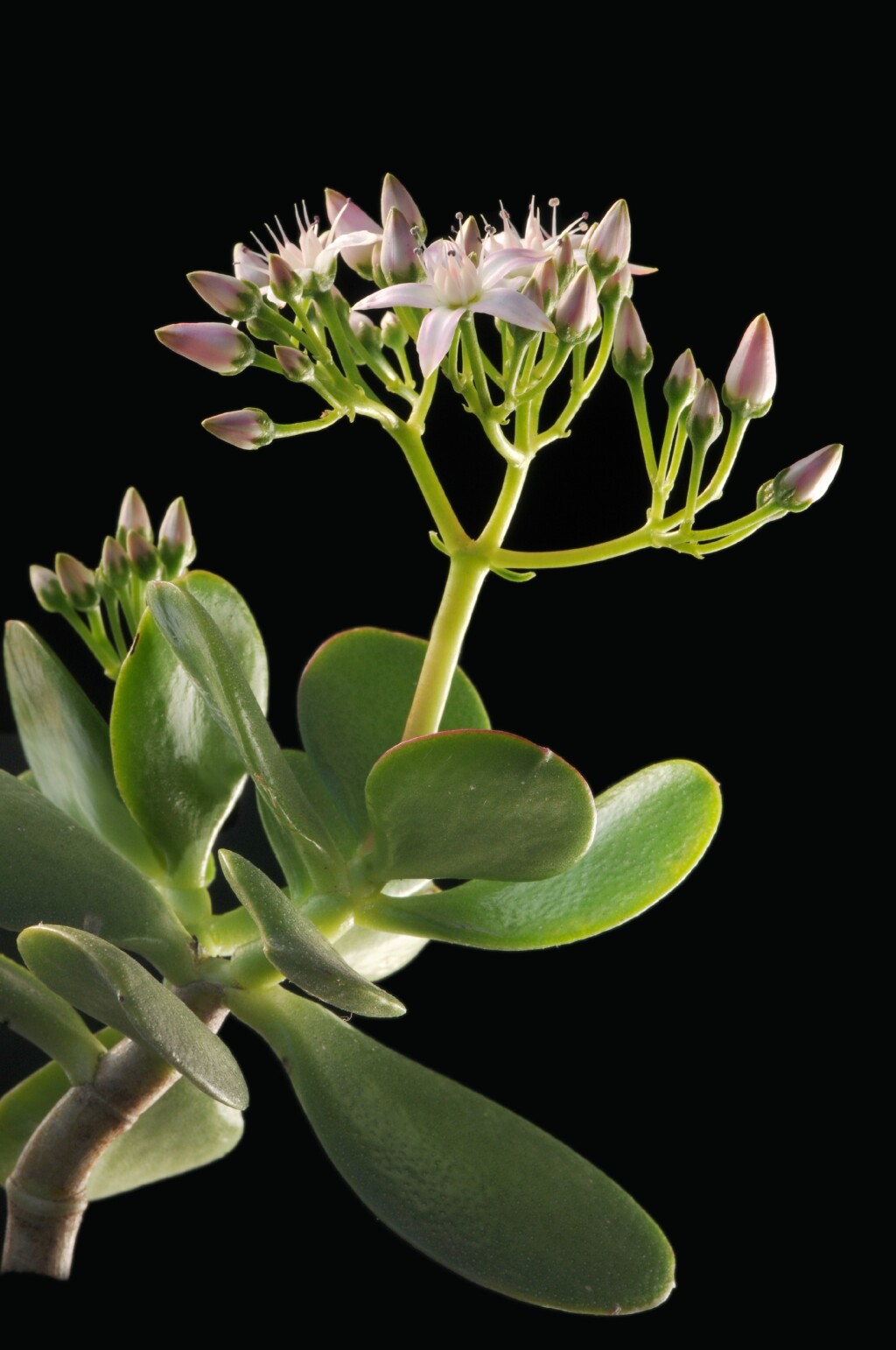 Crassula ovata (hero image)