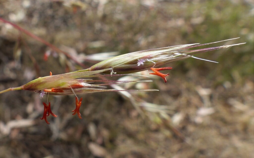 Rytidosperma pallidum (hero image)